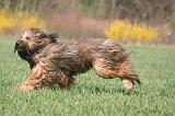 BRIARD 148
